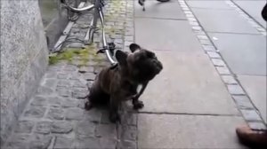 Французский бульдог # 25