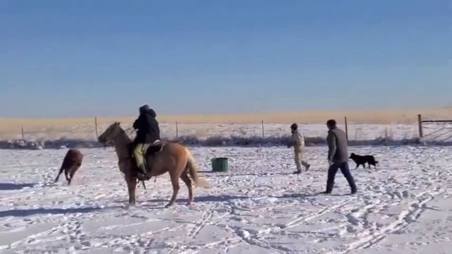 DUSTY PALOMINO HORSE смотреть онлайн