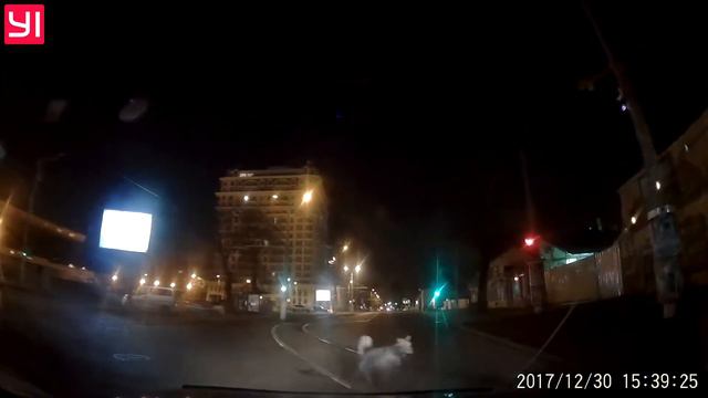 Собака атакует смотреть онлайн