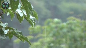 Очень Красивое чтение Сура Ар Рахман Омар Хишам