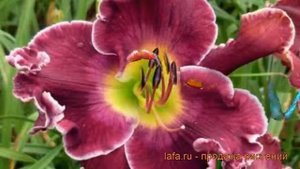 Лилейник гибридный Экселент (hemerocallis) ? Экселент обзор: как сажать, рассада лилейника Экселент