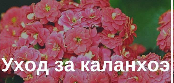 Каланхоэ уход.