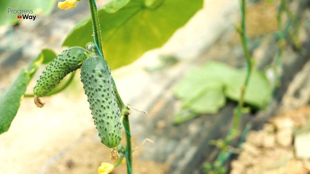 Я ПРОВЕРИЛ ЛИЧНО - ОГУРЦЫ ОТ ЭТОЙ ПОДКОРМКИ РАСТУТ ПУЧКАМИ И НАРАСТАЮТ ВЁДРАМИ смотреть онлайн