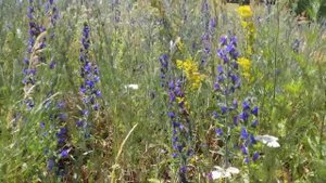 #Синяк обыкновенный.#Ядовитое растение.Синий #полевойцветок