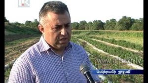 стевия в армении Ստեվիա (Stevia) Հայկական մեղրախոտ haykakan meghraxot Армянская стевия