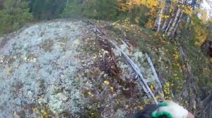 Охота на боровую дичь. Проверка ловушек.