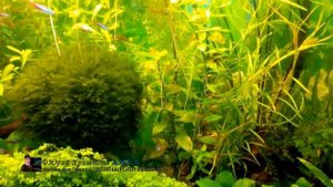 Водные корни у Аквариумных растений. Почему они появляются? Часть 1. Ваши версии