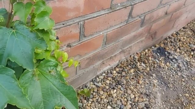 ВЛОГ: Будни / Огород / Как котёнок смотреть онлайн