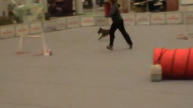 Д-0 Large - Задумкина Наталия и ирландский терьер Рыжая смотреть онлайн