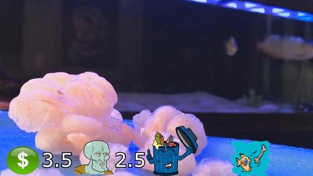 Calificamos los mejores alimentos para peces смотреть онлайн