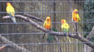 Sun Conure (Jurong Bird Park) / Солнечная Аратинга (Птичий Парк Джуронг)