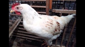 Большие цыплята.