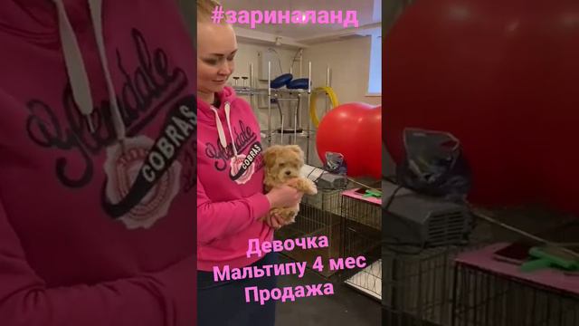 Мальтипу мини девочка, 4 мес , полностью привита-можно гулять! мы в Санкт-Петербурге.