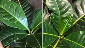 ВЛОГ Будни Цветоголика » Уход, Новинки, Цветёт Калатея Варшевича