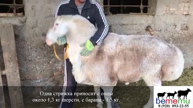 Гиссарская овца. Продуктивность. Особенности.
