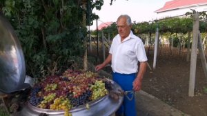 Виноград на горизонтальной шпалере ВВК 8 часть!