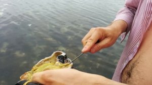Кукумария — как правильно чистить (How to clean the cucumaria/sea cucumber)