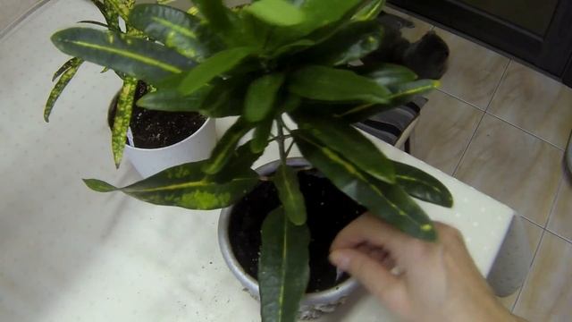 Мои цветы. Обзор коллекции Кротонов. Кодиеум.