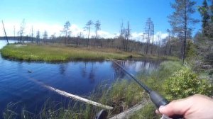 Карелия. Лето. Рыбалка. Щука сама выпрыгивает на берег!