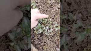 Весенняя обрезка Яснотки .