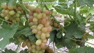 Сорта винограда 2020. Роза ранняя - бело-розовая красавица