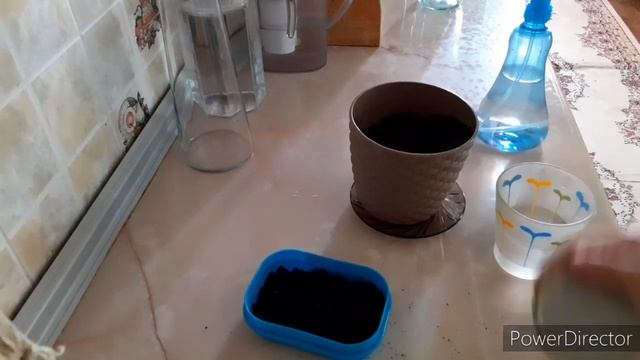 КАК ВЫРАСТИТЬ ТРАВКУ ДЛЯ ПОПУГАЕВ|_volnistiki_lifee смотреть онлайн