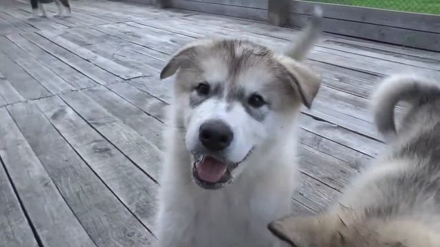 Go-to-RUSSIA. Welcome to Kurgan (part 1) смотреть онлайн