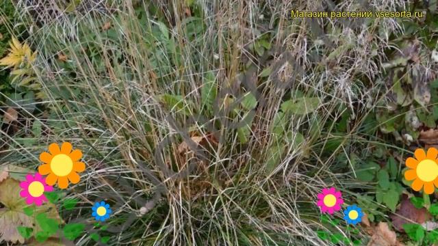 Щучка(Луговик) дернистая Палава. Краткий обзор, описание характеристик deschamsia cespitosa Palava смотреть онлайн