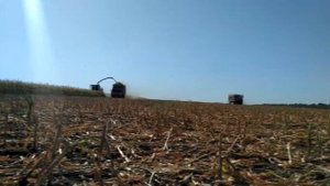 Заготовка силоса (кукуруза на корм коровам). Полевая съемка