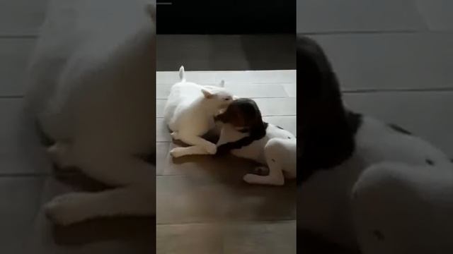Щенок и большой белый кот обнимаются.