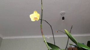 Обзор моих орхидей. Содержание в воде без просушки. Размещение на подоконниках и стеллаже.