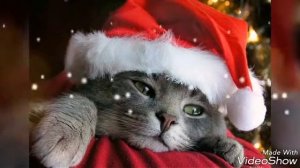 НОВОГОДНИЕ ВИДИО!!!! ❄ Мери кристмас, друзья мои!..