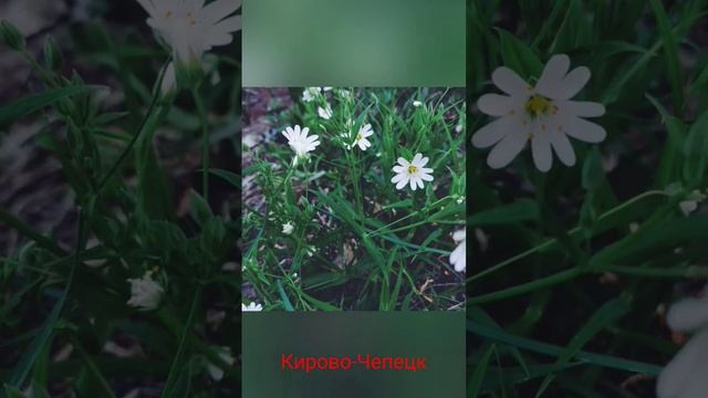 #кировочепецк