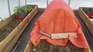 Укрытия роз.Гортензии в грунте, горшках, теплице.Сезон закрыт 17.11.23