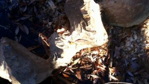бобры в природе