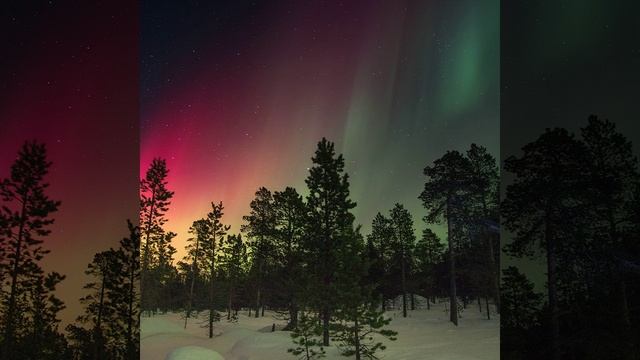 Contagious Critters смотреть онлайн