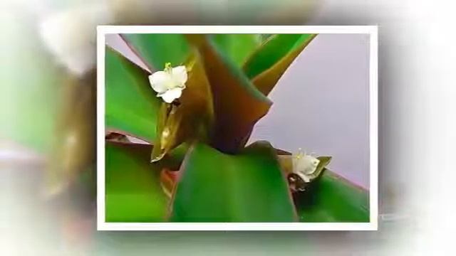Цветы Рео (Tradescantia Spathacea)