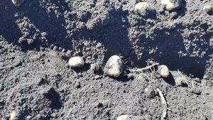 Картофель Гала! Сколько картофеля можно накопать с одного ряда!