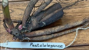 Распаковка заказа пиона сорта Pastelegance