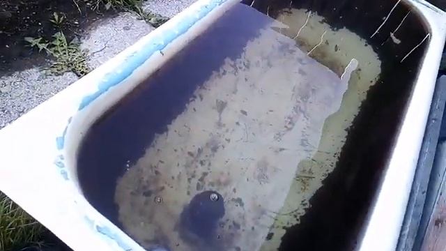 Укрыл виноград от заморозков. Кузбасс. Сибирь. смотреть онлайн