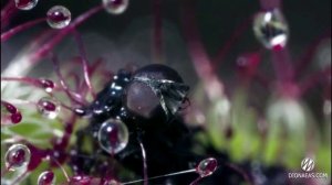 Растение хищник Росянка (Drosera) - DIONAEAS.COM