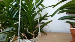 Мои Орхидеи; Ванды, аскоценды, аскоцентрумы, мокары, ринхостилисы, ренантеры, обзор, уход, цветение