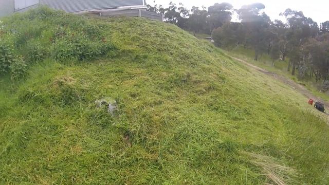 Brushcutting 2021 Day 2 of 3 - Stihl AutoCut on the FS250 - 2021 #63 смотреть онлайн