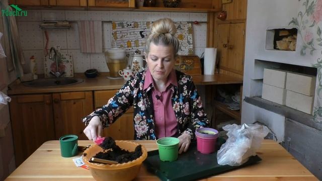 Букетный способ посева томатов - 7 дач