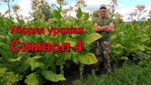 Уборка урожая - Средний ярус - сорт Символ 4