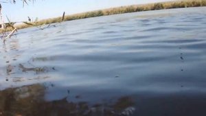 БОЛЬШОЙ КАРП на 10КГ УДАЧНАЯ РЫБАЛКА ПОЛУЧИЛАСЬ, ВАМ ТАКОЙ ЖЕ как ловить карпа самая большая рыба