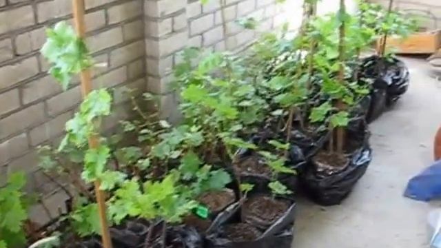 Закалка саженцев винограда смотреть онлайн