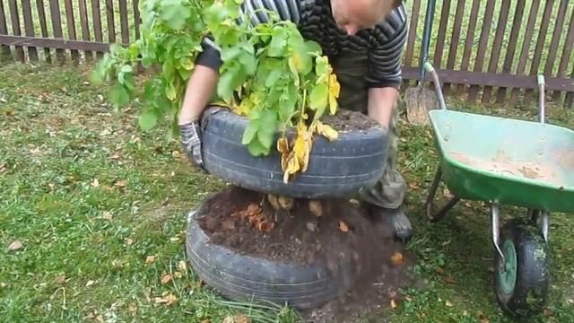 Выращиваем картошку в покрышках. Наш опыт. Смотрите до конца!
