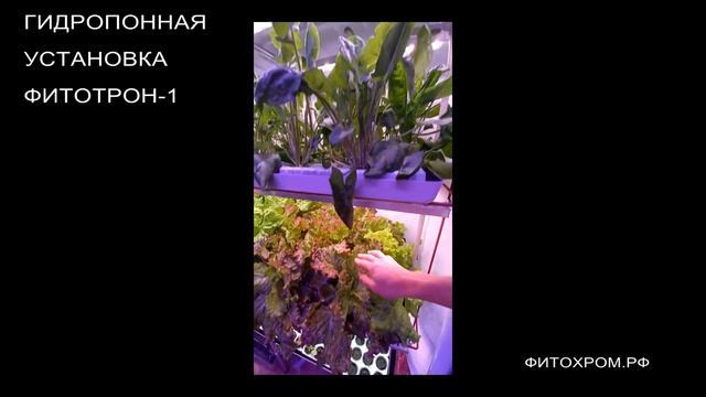 Гидропонная установка ФИТОТРОН-1 ФИТОХРОМ.РФ смотреть онлайн