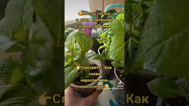 🥰Гортензии,спустя месяц после снятия с них черенков🌿#гортензии #гортензиикрупнолистные #черенковани